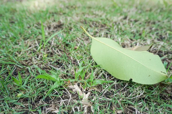 잔디 지 면에 떨어지는 잎 — 스톡 사진