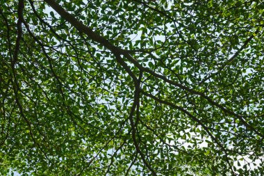 Kapalı-up yaprakları ve dalları