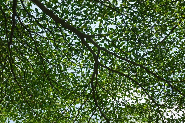 Kapalı-up yaprakları ve dalları