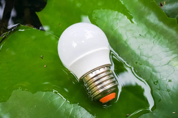 close up LED bulb on green leaf background