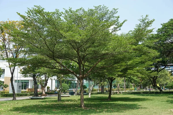 Bir parkta yayılan ağaç dalları — Stok fotoğraf