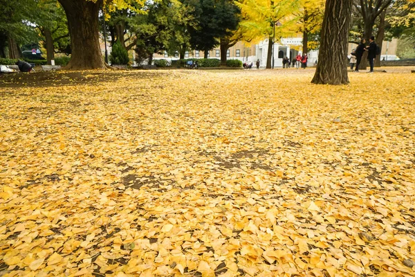 Feuilles de ginkgo deviennent jaunes et tombent au sol en automne — Photo