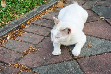 Park beton kaldırım üzerinde beyaz kedi kadar kapatın