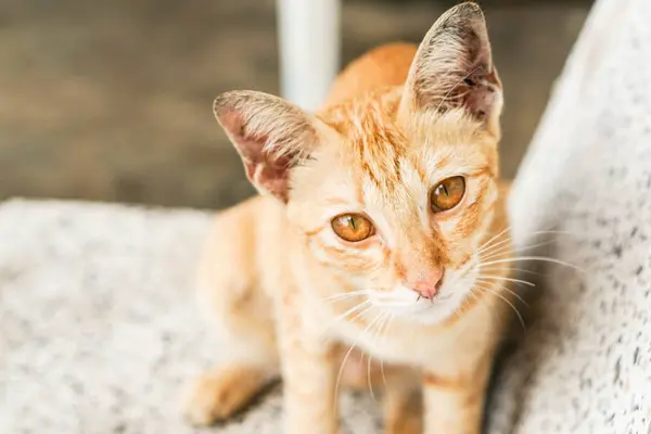 Primer plano gato en el mármol banco — Foto de Stock