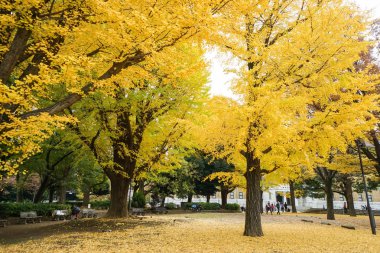 Altın ginkgo ağaçları sonbahar Park