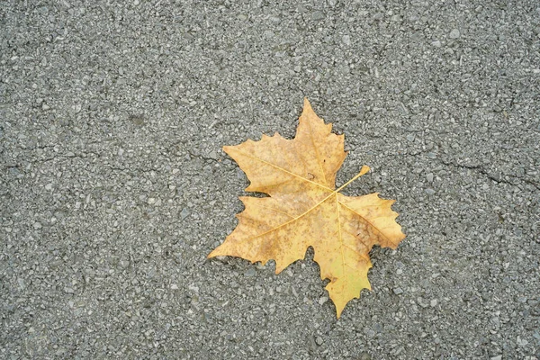 falling yellow maple on concrete road