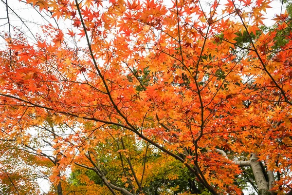 Feuilles d'arbre changent de couleur en automne — Photo