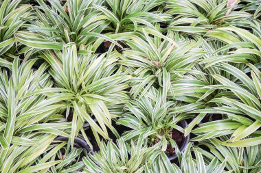 ışık yeşil bitki doku arka kapatmak