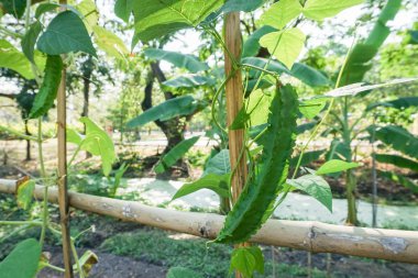 sebze bahçesinde taze yeşil kanatlı fasulye