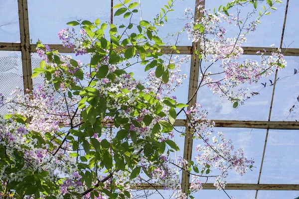 Розовая труба в парке с ясным голубым небом — стоковое фото