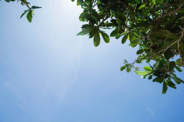 arka plan açı kadar seyir ile sabahları açık mavi gökyüzü içinde uzun boylu ağaç