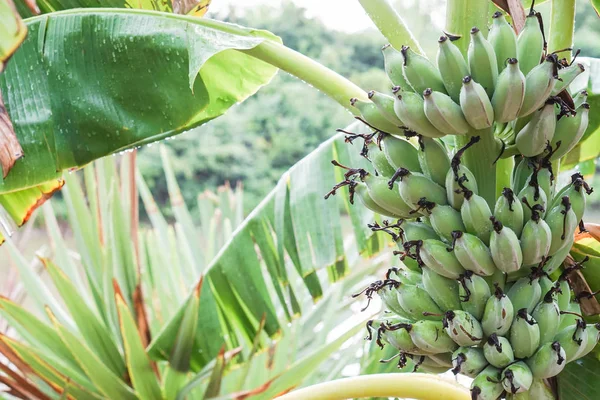 Gran racimo verde fresco de plátanos en el jardín casero — Foto de Stock