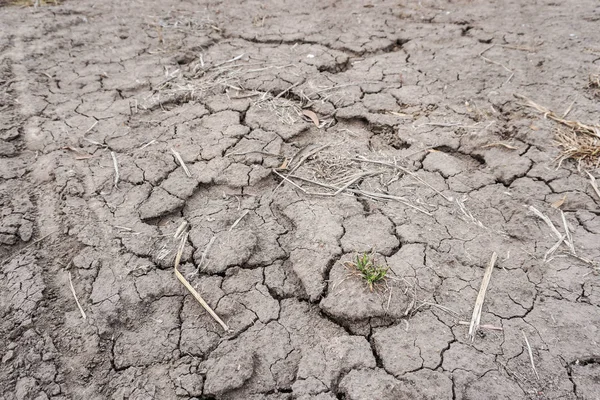 Sprucken jord på marken i torra säsongen — Stockfoto