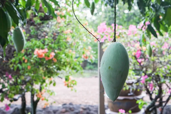 Mango verde crudo en el árbol en el jardín casero — Foto de Stock