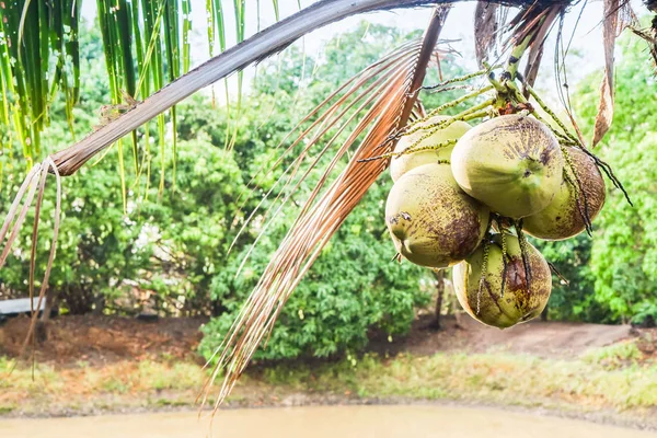 Coco fresco en el árbol de la granja — Foto de Stock