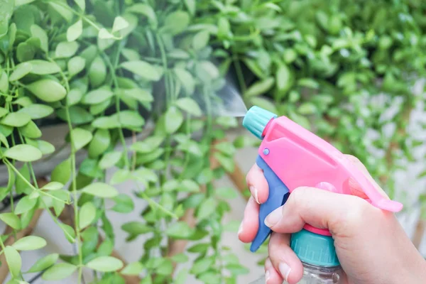 Tangan wanita dekat memegang kabut merah muda untuk menyiram tanaman hijau kecil di taman rumah — Stok Foto