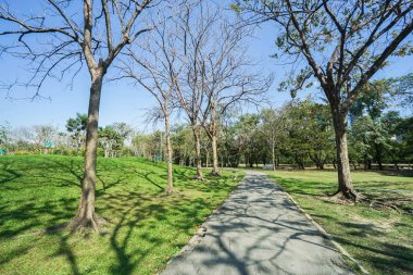 parkta yeşil bahçesinde ve parlak güneş ışığı ile kışın uzun ağaçlar arasında geçit