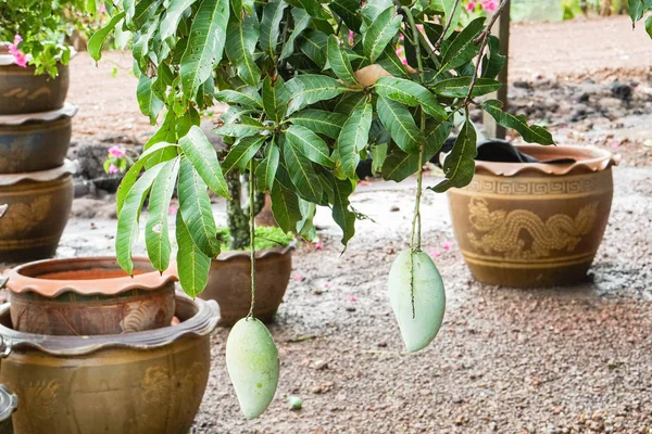 Mangga hijau mentah di pohon di kebun rumah siap untuk makan — Stok Foto