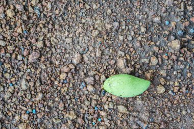 yeşil mango onun ağaçtan toprak yere düşüyor.