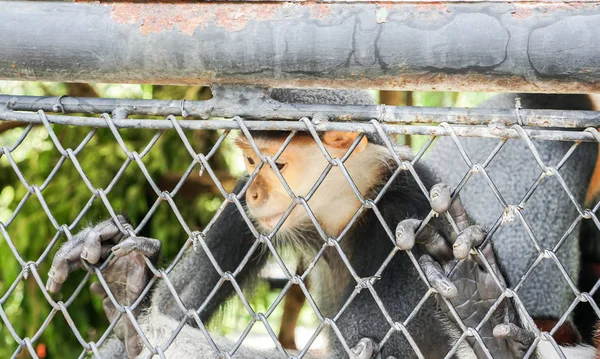 kasvet ve kafes hayvanat bahçesi içinde etkin olmayan Langur