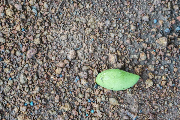 yeşil mango onun ağaçtan toprak yere düşüyor.