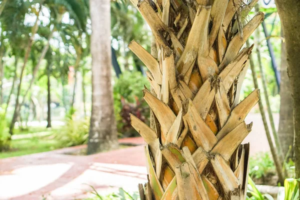 Cerca de tronco de palma vieja en el jardín — Foto de Stock