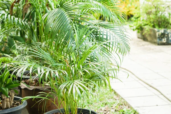 Green small palm plant in pot along the way in home garden — Stock Photo, Image