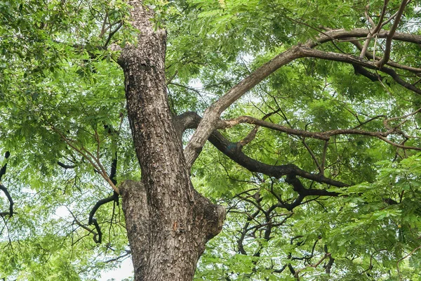 ormandaki dev ağaç görünümünü aramak