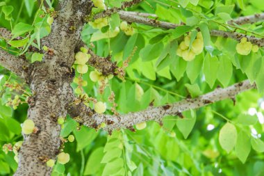 ağaç ev bahçesinde üzerinde taze yıldız Bektaşi üzümü kapatın