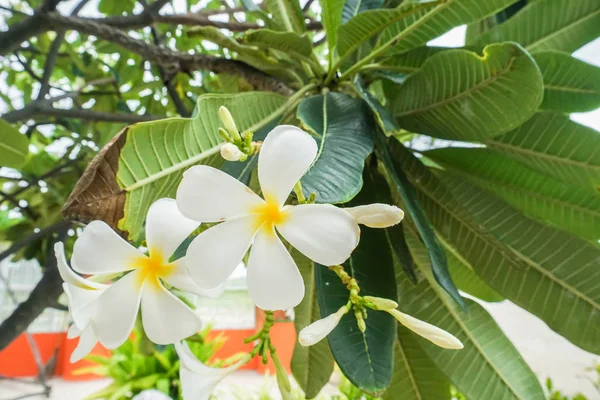 Plaj Bahçe Beyaz Frangipani ağacında yukarı kapatın — Stok fotoğraf
