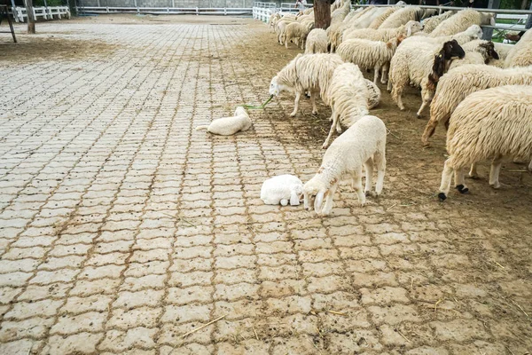 Beton açık gruptaki küçük koyun — Stok fotoğraf