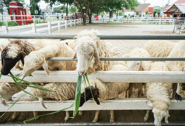 Cerca de ovejas en granja al aire libre comer hierba verde fresca —  Fotos de Stock