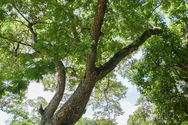 Güneşli bir günde büyük ağaç Parkı içinde açısını aramak — Stok fotoğraf