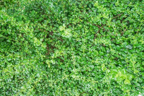 Закрыть текстуру куста зеленых листьев — стоковое фото