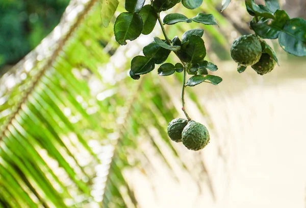 Árbol bergamota en el jardín rural — Foto de Stock