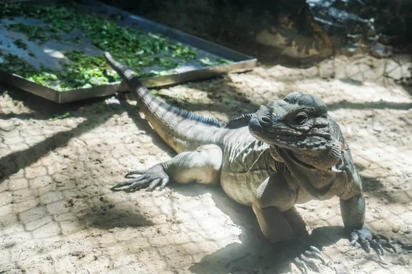 Vahşi Iguana Bukalemun Hayvanat Bahçesinde Kafeste — Stok fotoğraf