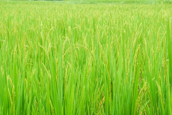 Grüne Und Goldene Reisfarm Für Die Ernte Durch Bauern — Stockfoto