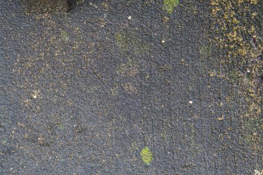 yağışlı sezon beton zemin üzerinde yosun