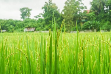 pirinç bitki alanında üretmek kırsal alanda tahıl