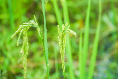 seçici odak yakın pirinç bitkileri kadar üretmek tahıl çiftçi için