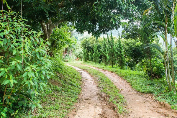 non-asphalt road in the deep green forest