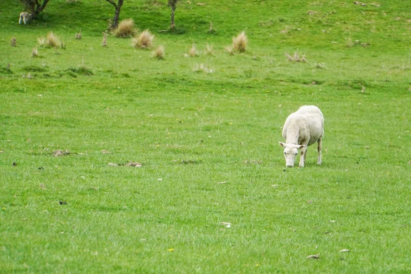 Белая Овца Подстригает Зеленую Траву Дворе Открытой Ферме — стоковое фото