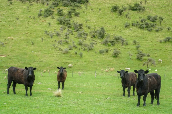 黑母牛在绿色室外农场为肉牛 — 图库照片