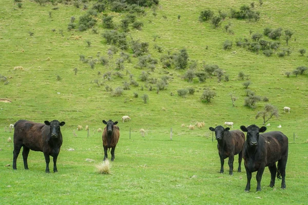 Zöld Kültéri Farm Marha Fekete Tehén — Stock Fotó