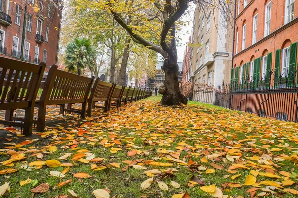 Chute Feuilles Jaunes Sur Herbe Verte Dans Parc Automne — Photo