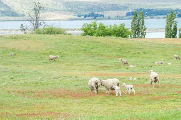 Állomány Aranyos Juhok Legelnek Friss Udvar Farm Zéland — Stock Fotó