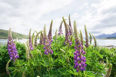 Menekşe lupin bitki bahar Tekapo lake Yeni Zelanda