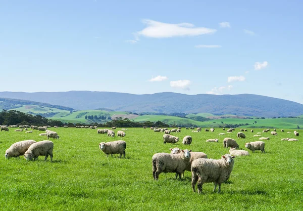 Manada Ovelhas Fofas Brancas Jarda Verde Colina Nova Zelândia Para — Fotografia de Stock