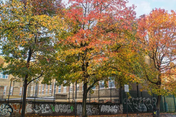 Feuilles Arbre Changent Couleur Automne — Photo