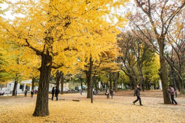 Sonbahar sezonu 6 Aralık 2016 Tokyo Japonya alınan ginkgo Park'ta insanlar